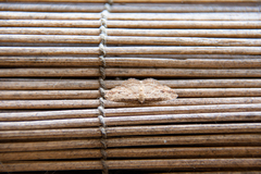 Didymoctenia exsuperata