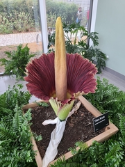 Amorphophallus titanum