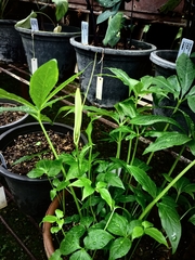 Pinellia pedatisecta