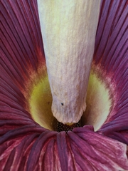 Amorphophallus titanum