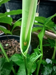 Pinellia pedatisecta