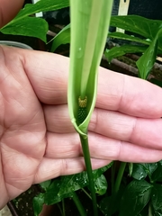 Pinellia pedatisecta