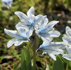 Puschkinia scilloides