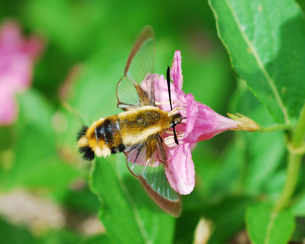 honeysuckle bee hawkmoth