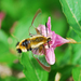 Honeysuckle Bee Hawkmoth - Photo (c) Paul B., some rights reserved (CC BY-NC-ND), uploaded by Paul B.