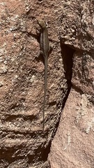 Phoenicolacerta kulzeri petraea