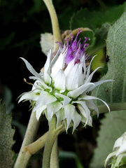 Baccharoides adoensis