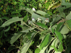 Baccharoides adoensis