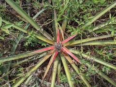 Bromelia balansae