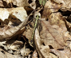 Gomphurus septima
