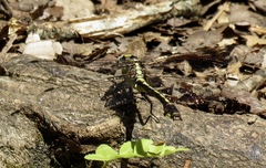 Gomphurus septima