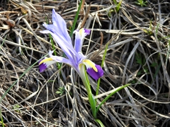 Iris kolpakowskiana