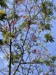 Cassia grandis