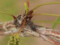 Chrysobothris lateralis