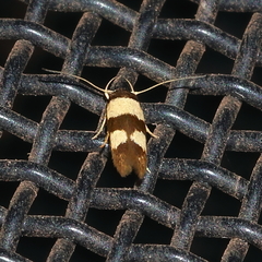Stathmopoda mimantha