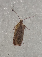 Agonopterix