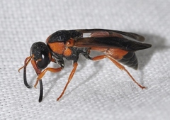 Pseudepipona sessilis