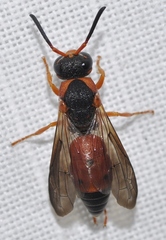 Pseudepipona sessilis