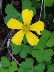 Oxalis suksdorfii