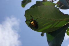 Calliphara