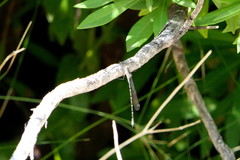 Ecchlorolestes peringueyi