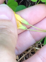 Oxalis suksdorfii