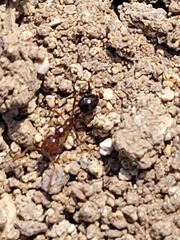 Solenopsis xyloni