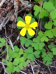 Oxalis suksdorfii