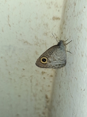 Ypthima huebneri