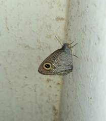 Ypthima huebneri