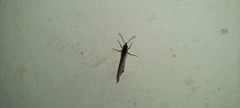 Ypthima huebneri