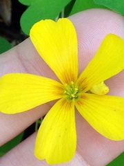 Oxalis suksdorfii