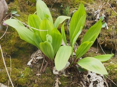 Allium tricoccum