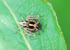 Oxyopes licenti