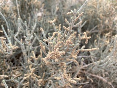 Anabasis articulata
