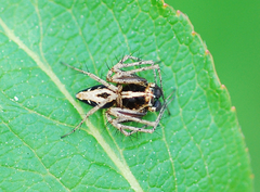 Oxyopes licenti