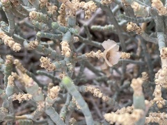 Anabasis articulata