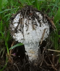 Saproamanita foetidissima