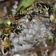 Polistes bischoffi