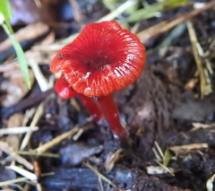 Cruentomycena viscidocruenta