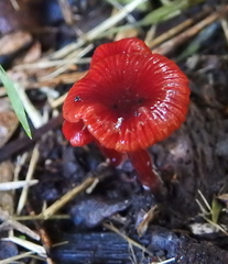 Cruentomycena viscidocruenta