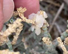 Anabasis articulata