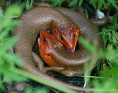 Broad-Headed Skink photo 4