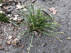 Ornithogalum umbellatum