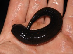 Macrobdella