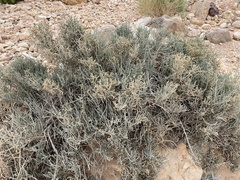 Anabasis articulata