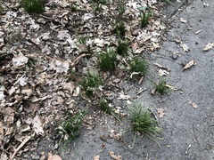 Ornithogalum umbellatum
