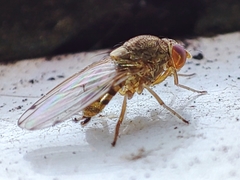 Gitona distigma