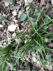 Ornithogalum umbellatum