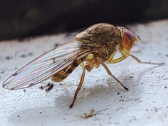 Gitona distigma